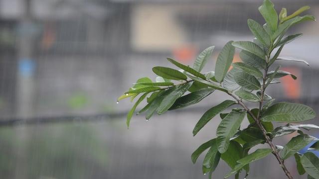 ঢাকায় আজ হালকা বৃষ্টি হতে পারে